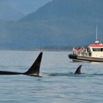 Orcas Are Not Dangerous